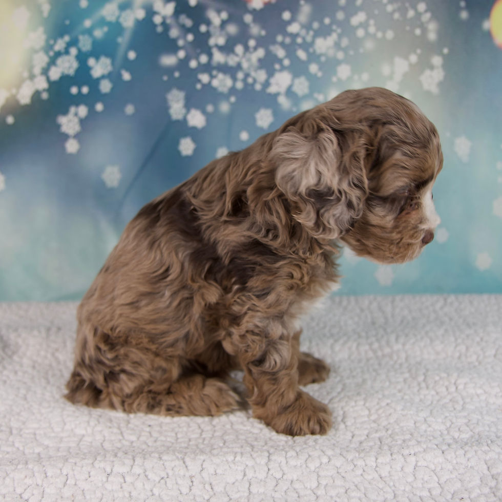 Thumbnail: Coco Cockapoo