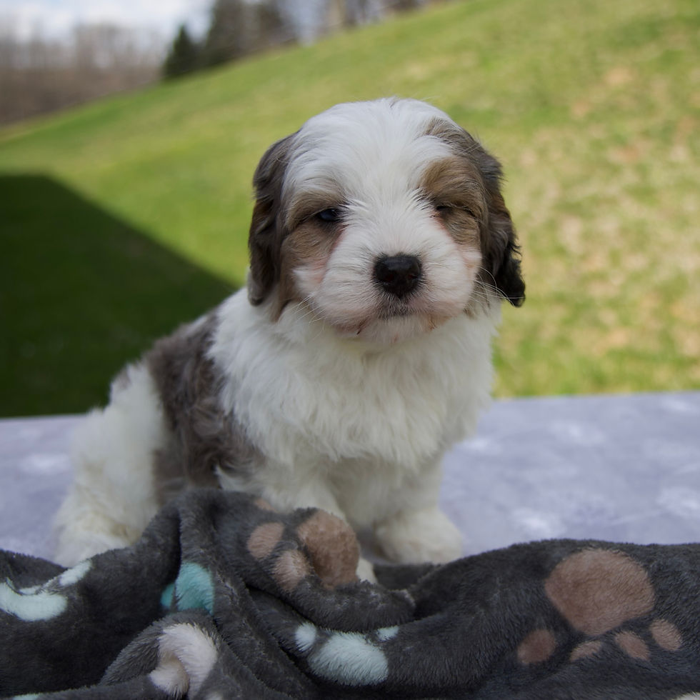 Thumbnail: Ben Cavapoo