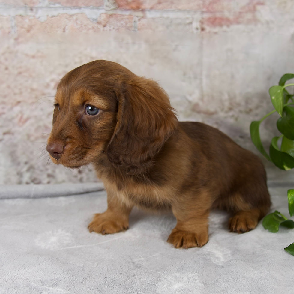 Thumbnail: Oliver Miniature Dachshund