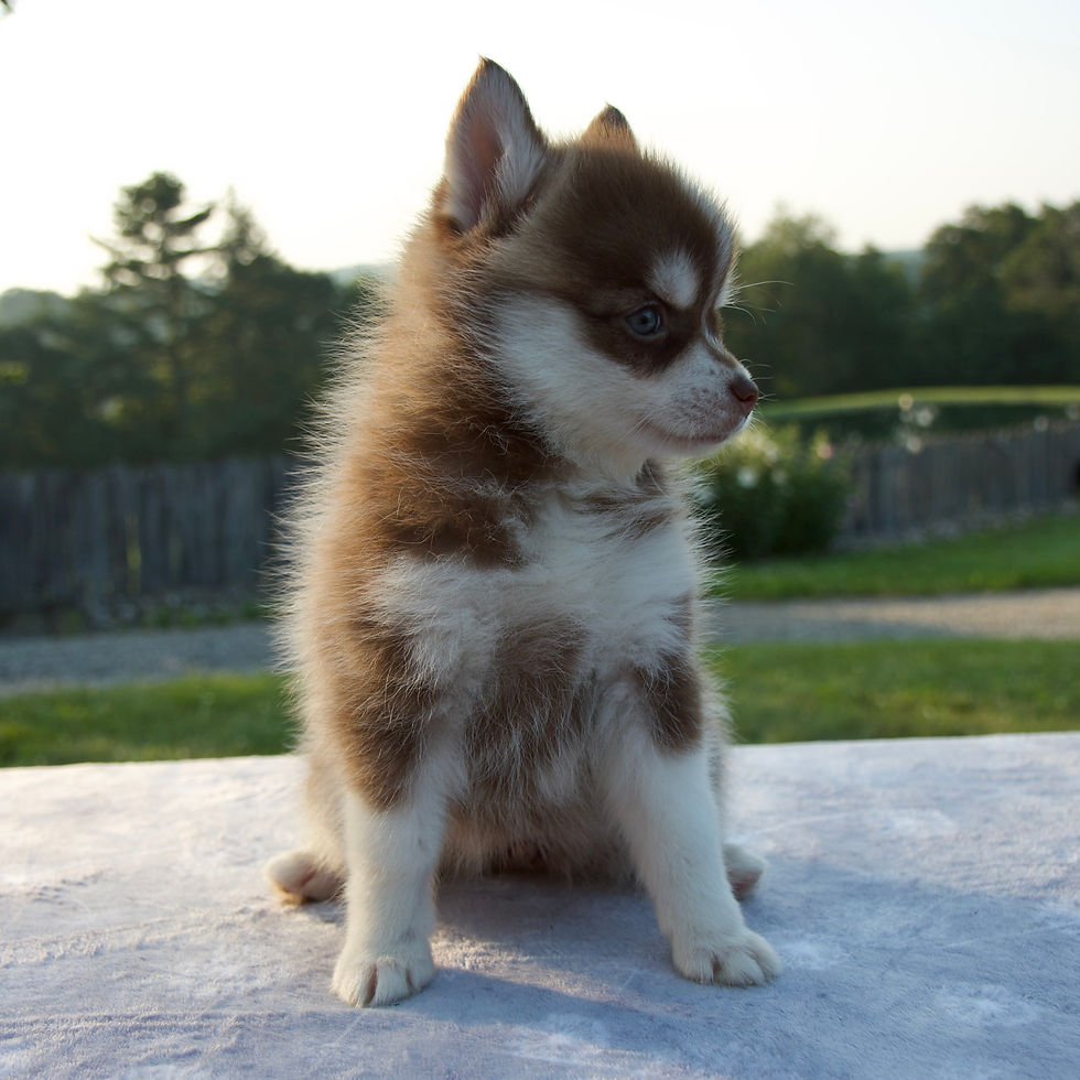 Thumbnail: Misha Pomsky