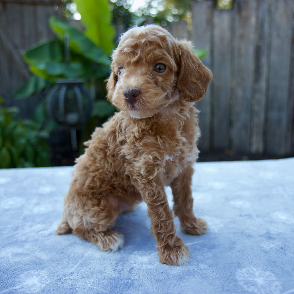 Thumbnail: Miniature Poodle