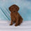 Thumbnail: Cavapoo
