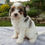 Thumbnail: Cavapoo