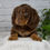 Thumbnail: Manning Miniature Dachshund