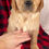 Thumbnail: Golden Retriever