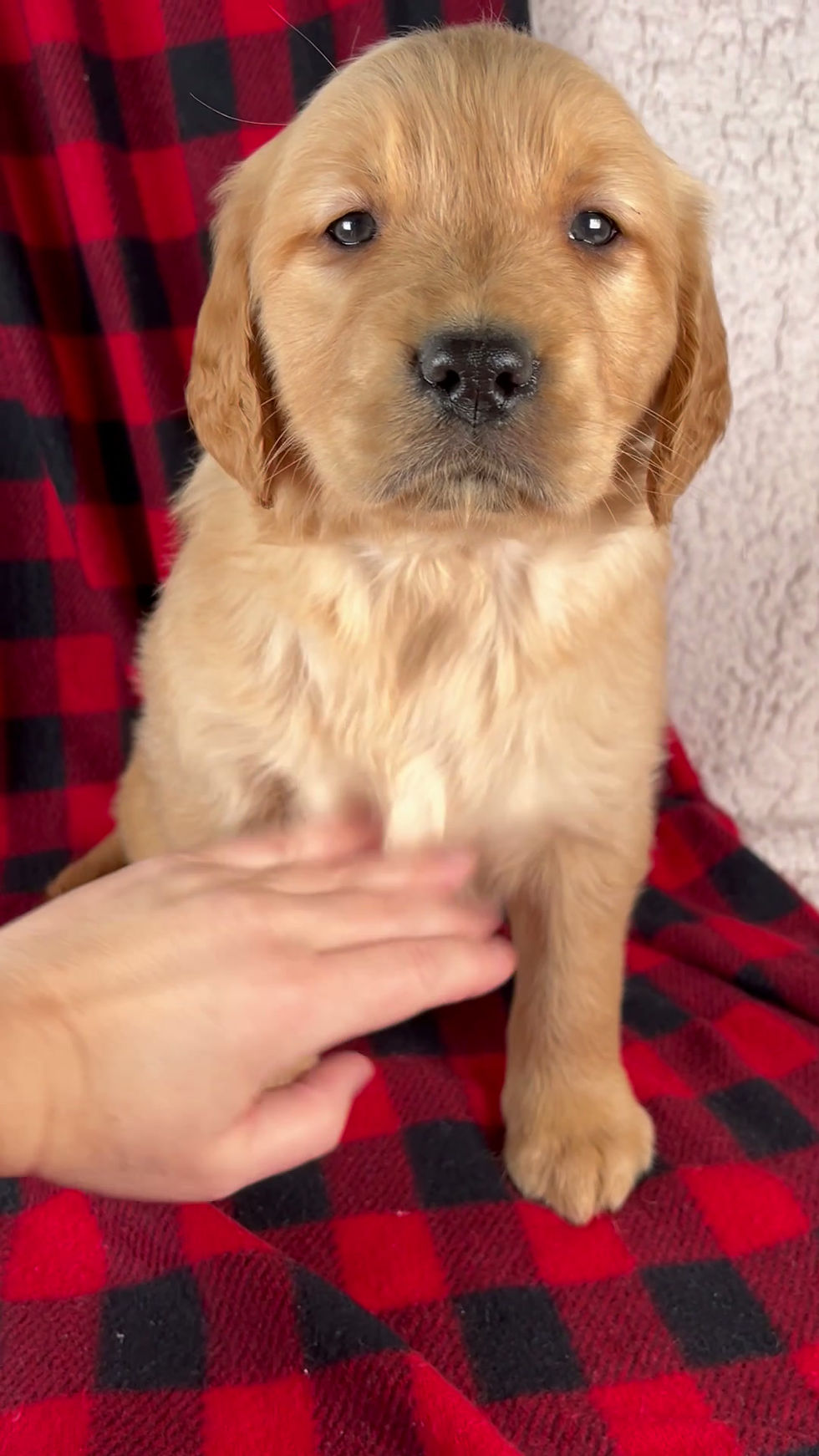 Thumbnail: Golden Retriever