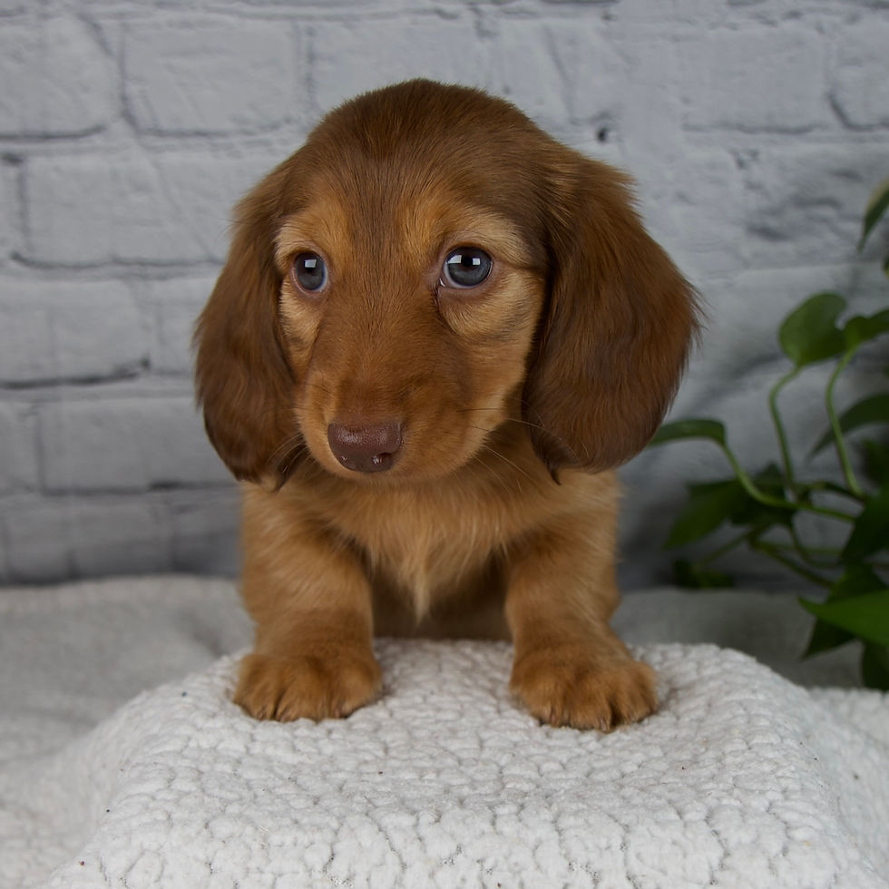 Thumbnail: Dachshund