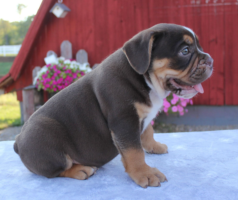 Thumbnail: Barkley Beabull