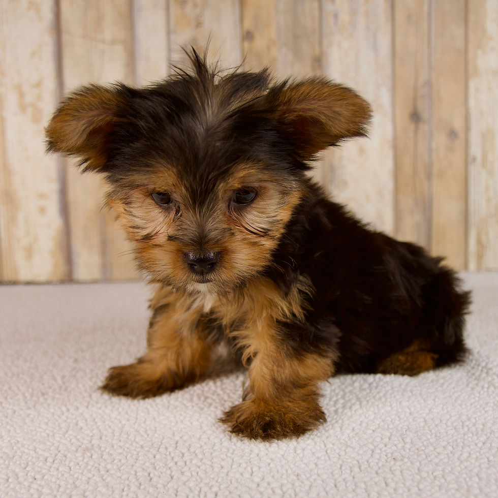 Thumbnail: Carson Yorkshire Terrier