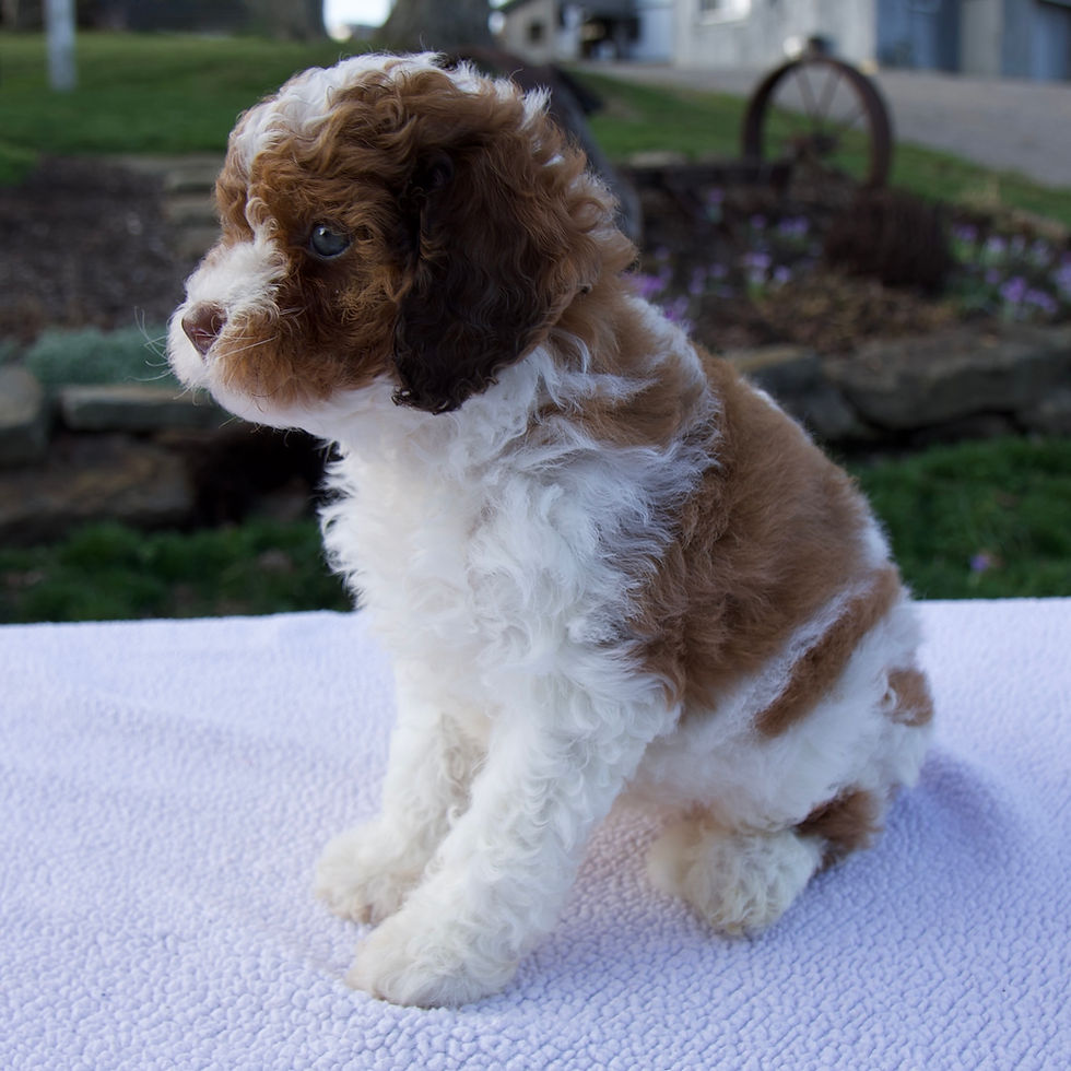 Cavapoo