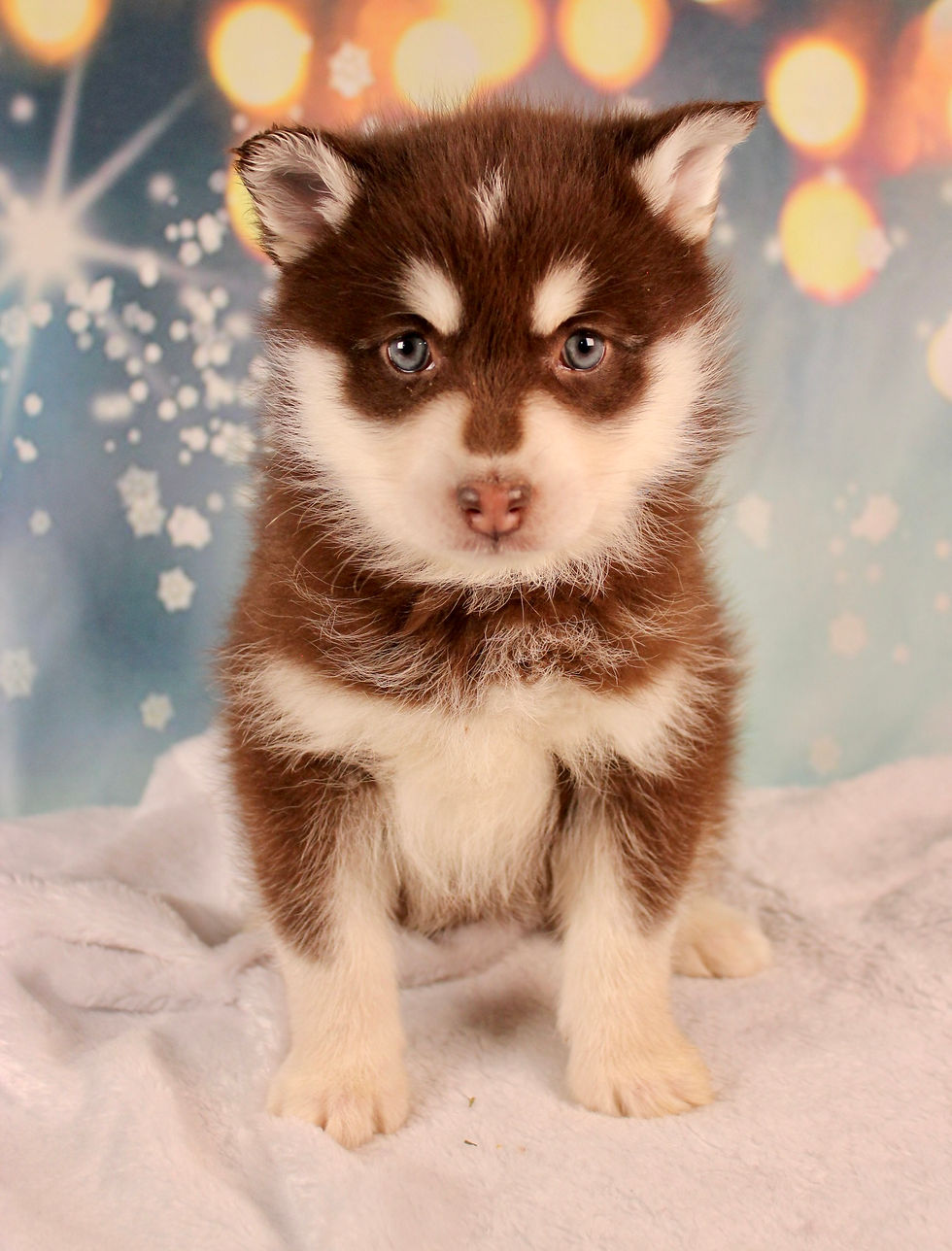 Thumbnail: Pomsky