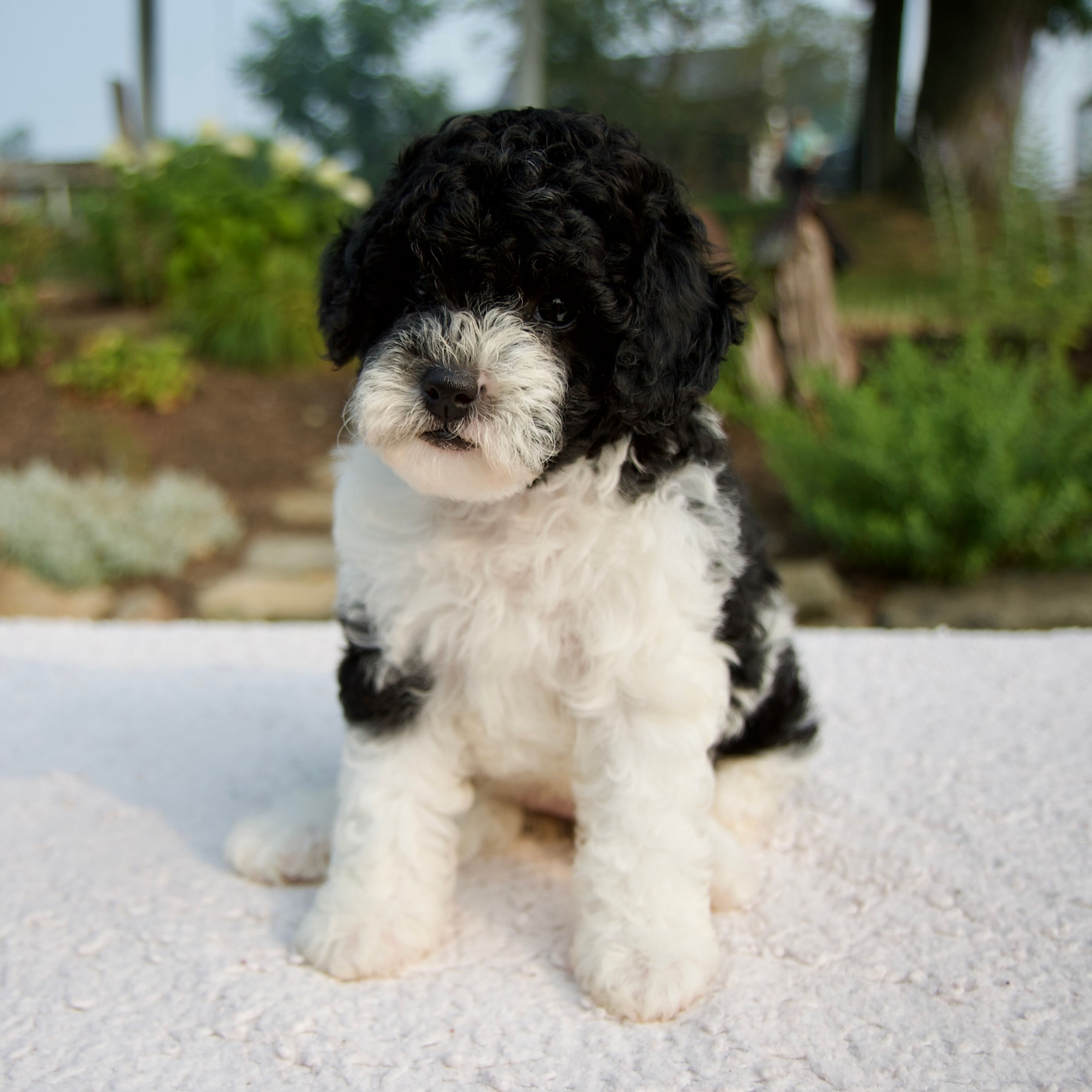 Basil Cavapoo