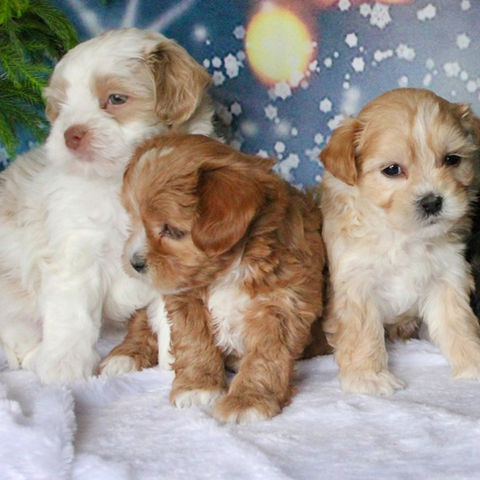 Shihpoo Litter