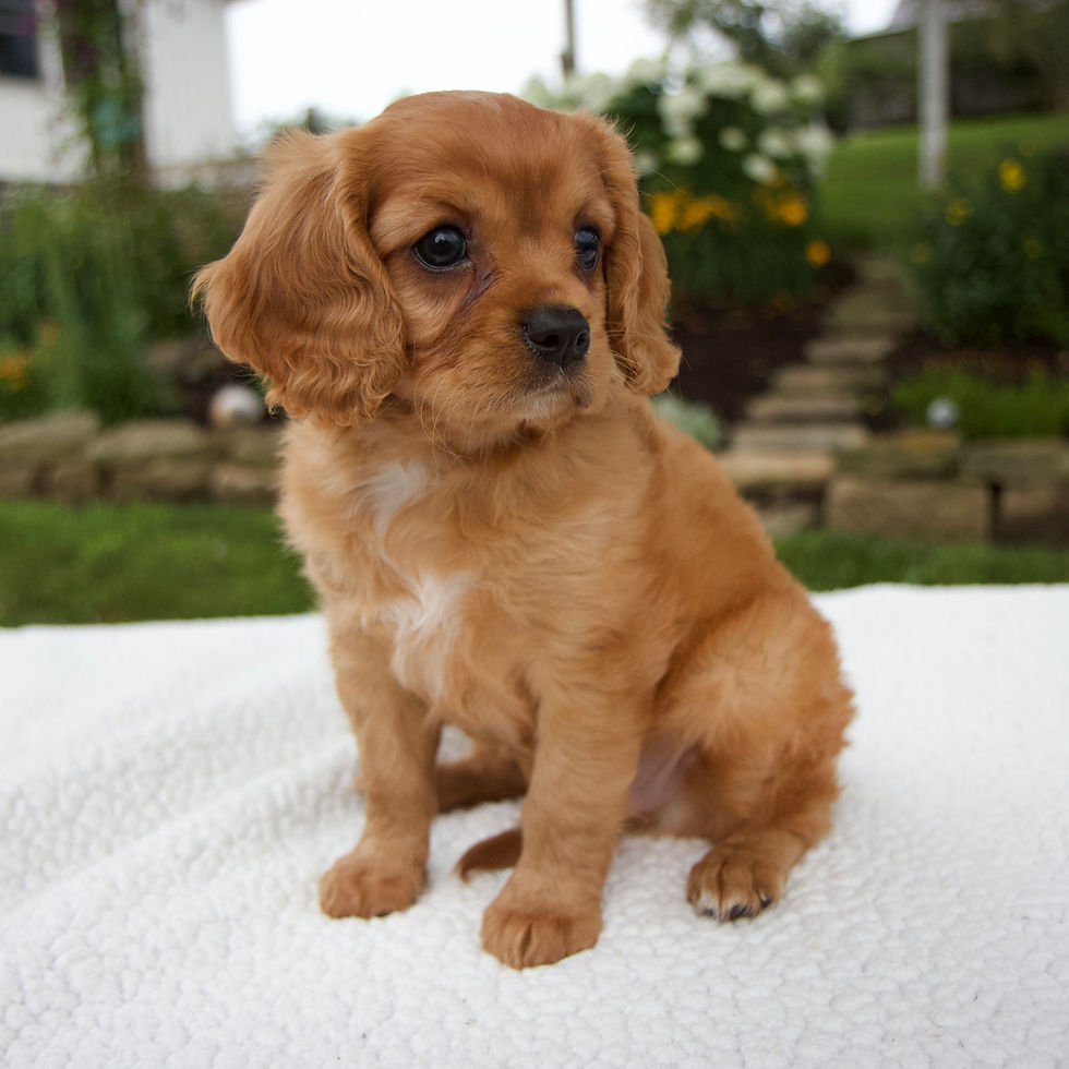 Thumbnail: Caviler King Charles Spaniel