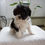 Thumbnail: Lily Cavapoo