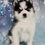 Thumbnail: Holly