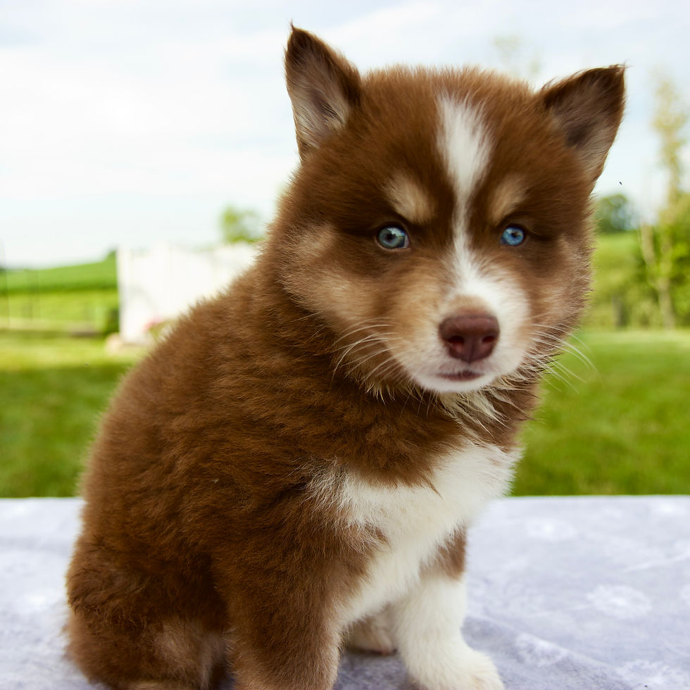 Thumbnail: Pomsky