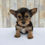 Thumbnail: Kyra Morkie