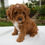 Thumbnail: Hugo Cavapoo