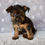 Thumbnail: Nova Yorkshire Terrier