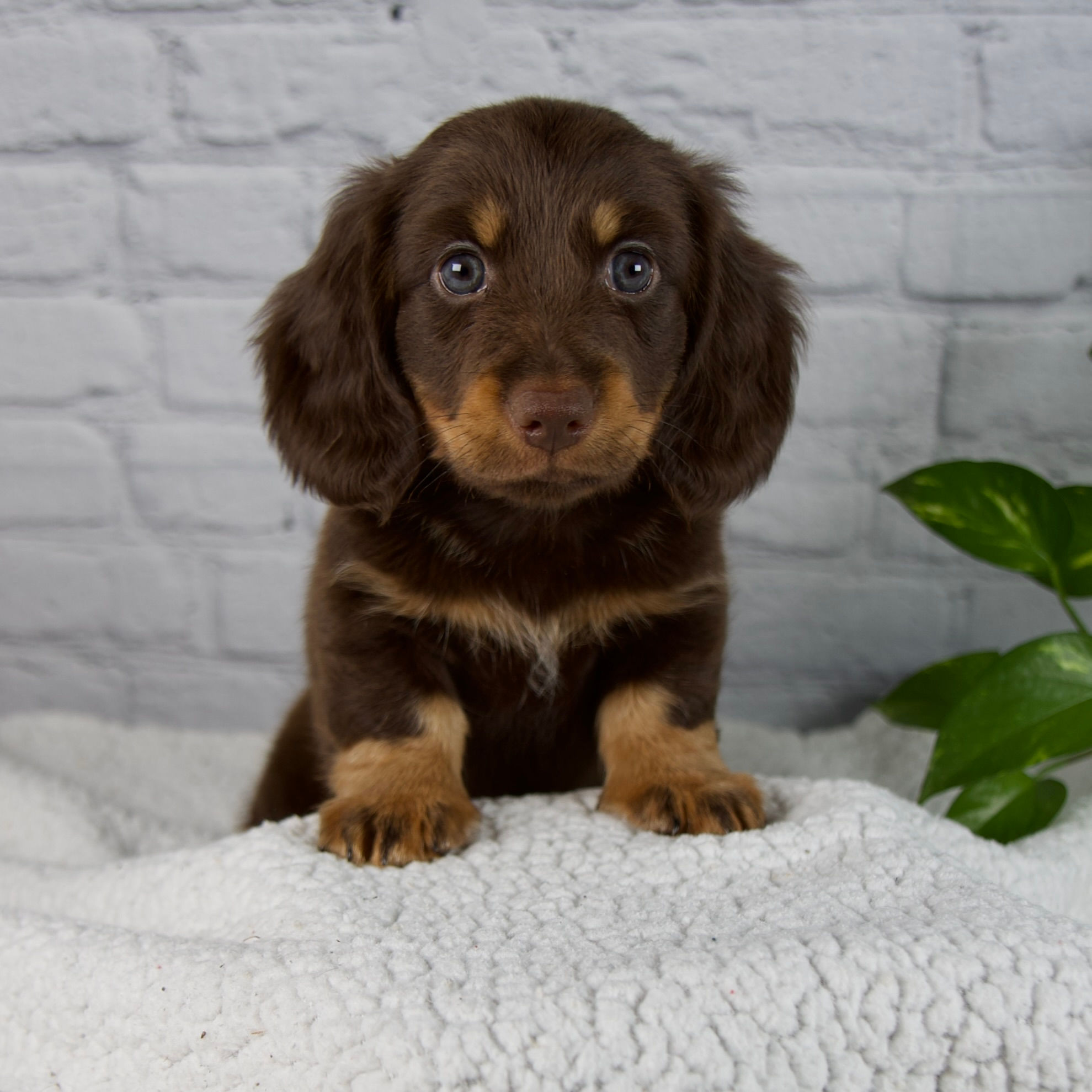 Marlow Miniature Dachshund