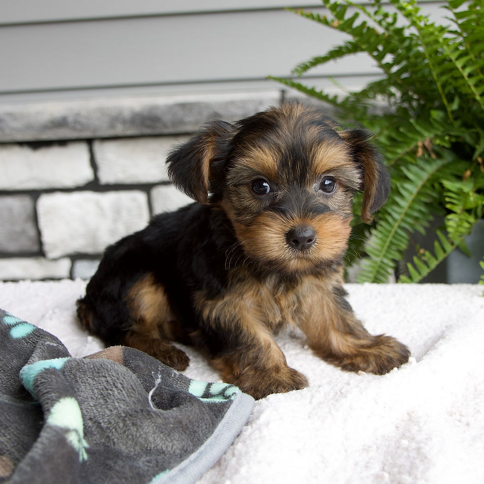 Thumbnail: Morkie