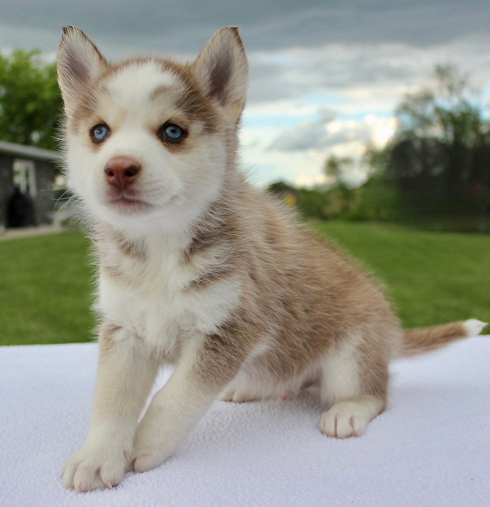 Thumbnail: Beau