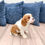 Thumbnail: Vinnie Cavalier King Charles Spaniel