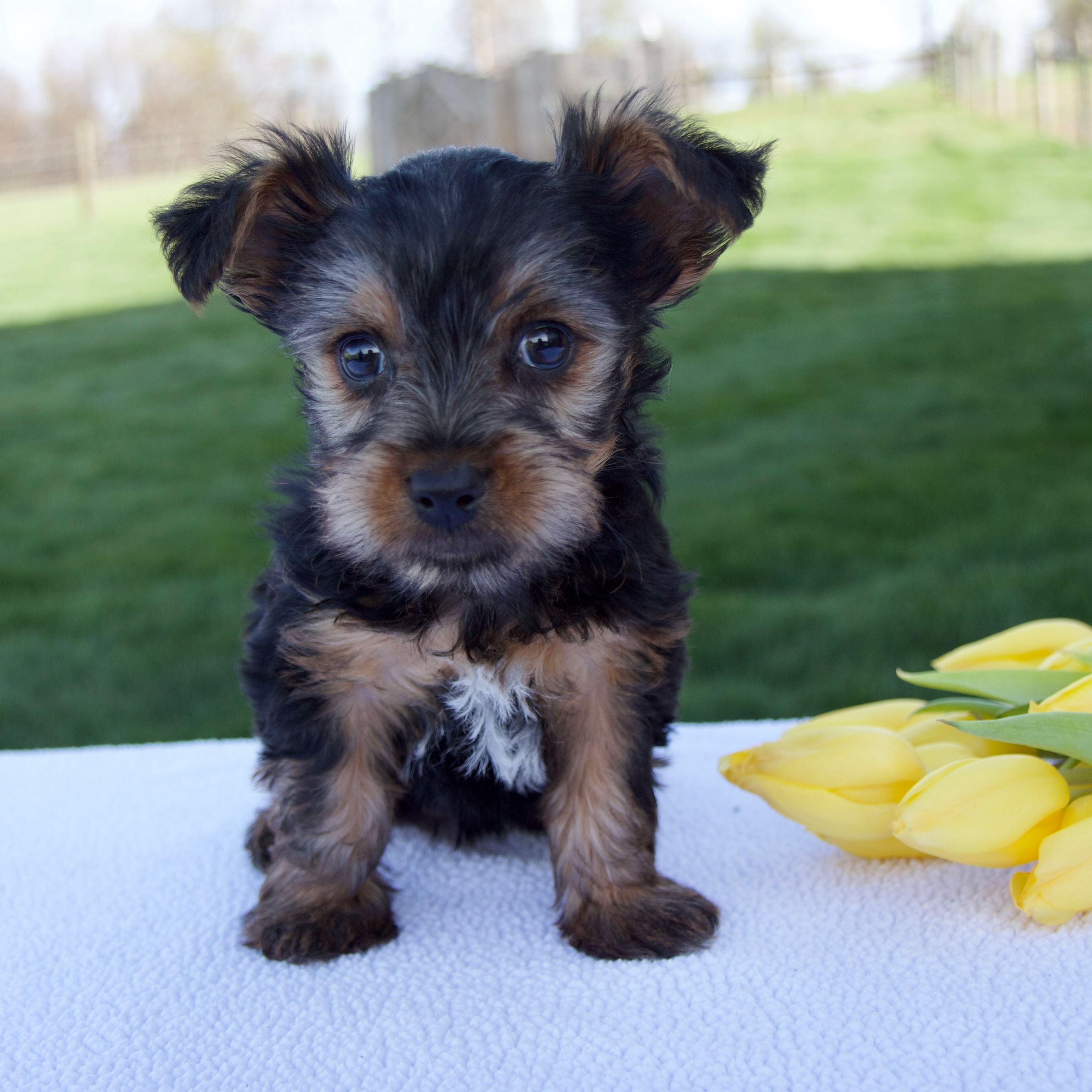 Maggie Yorkshire Terrier