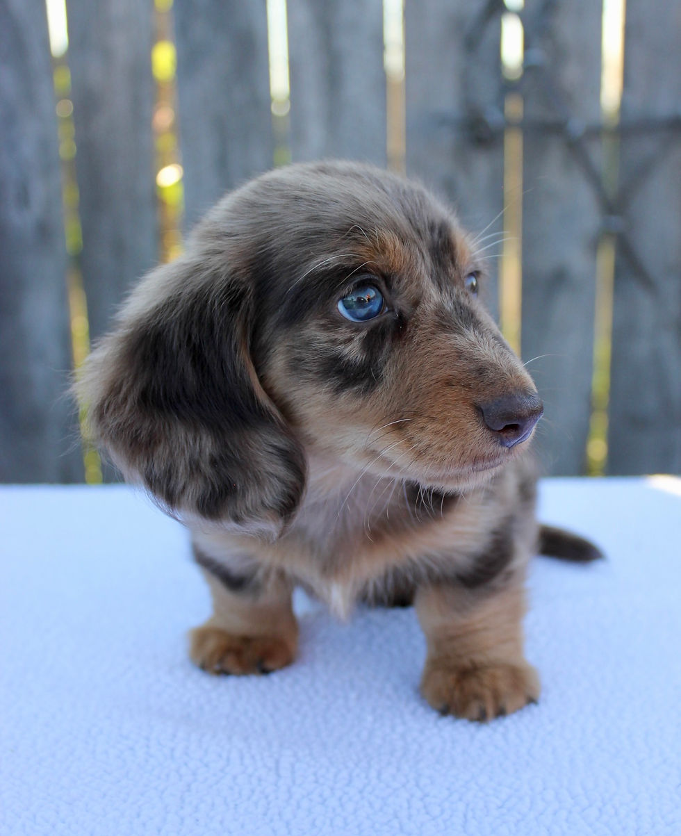 Thumbnail: Dakota Dachshund