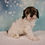 Thumbnail: Cavapoo