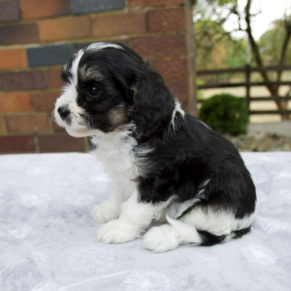 Thumbnail: Cavapoo