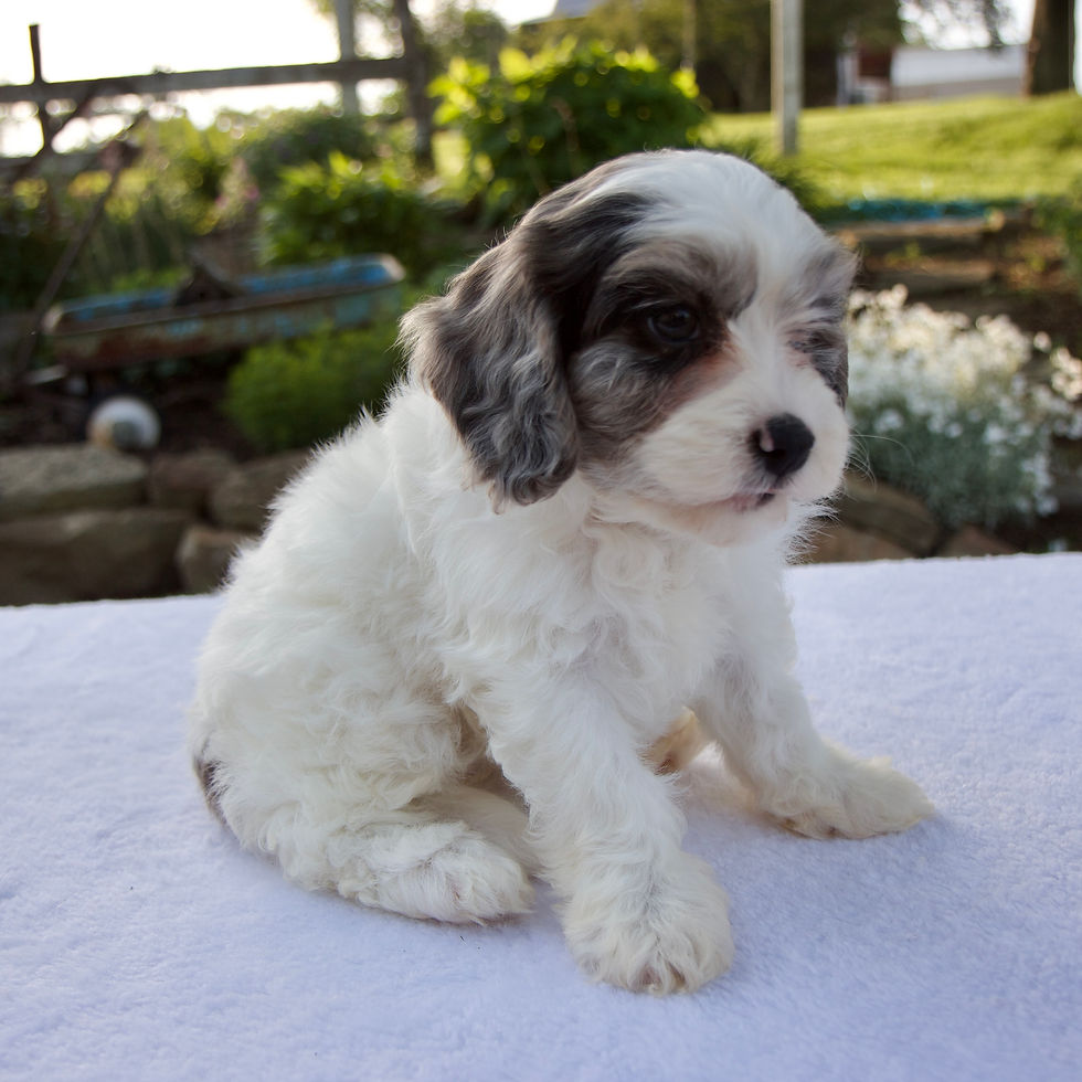 Thumbnail: Bailey Cavapoo