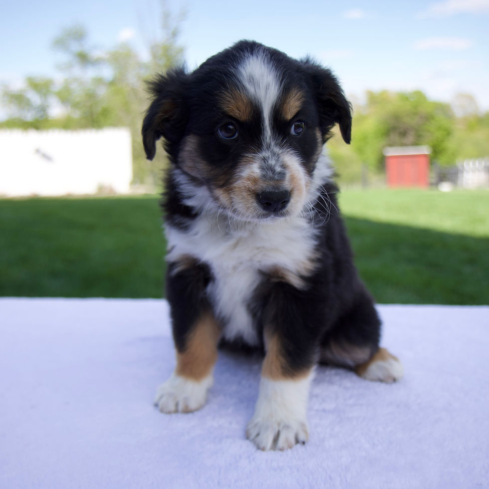 Thumbnail: Australian Shepherd