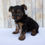 Thumbnail: Yorkie