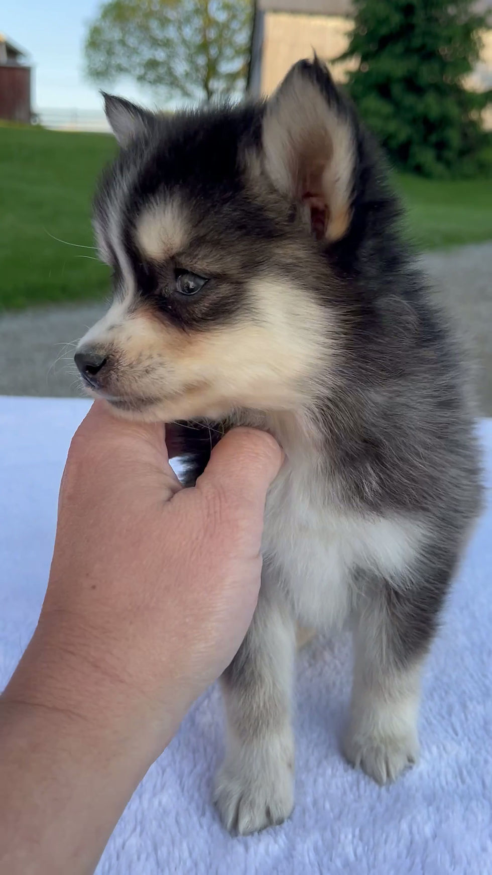 Thumbnail: Pomsky