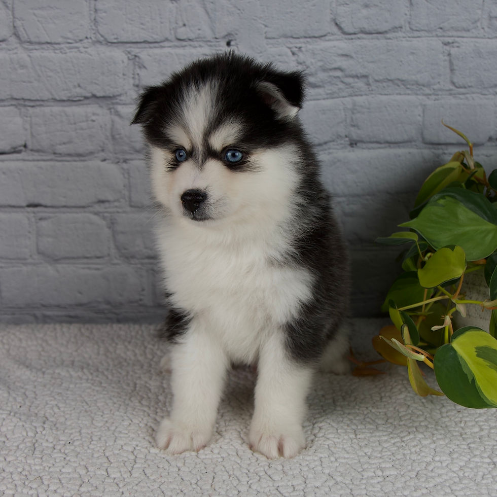 Thumbnail: Pomsky