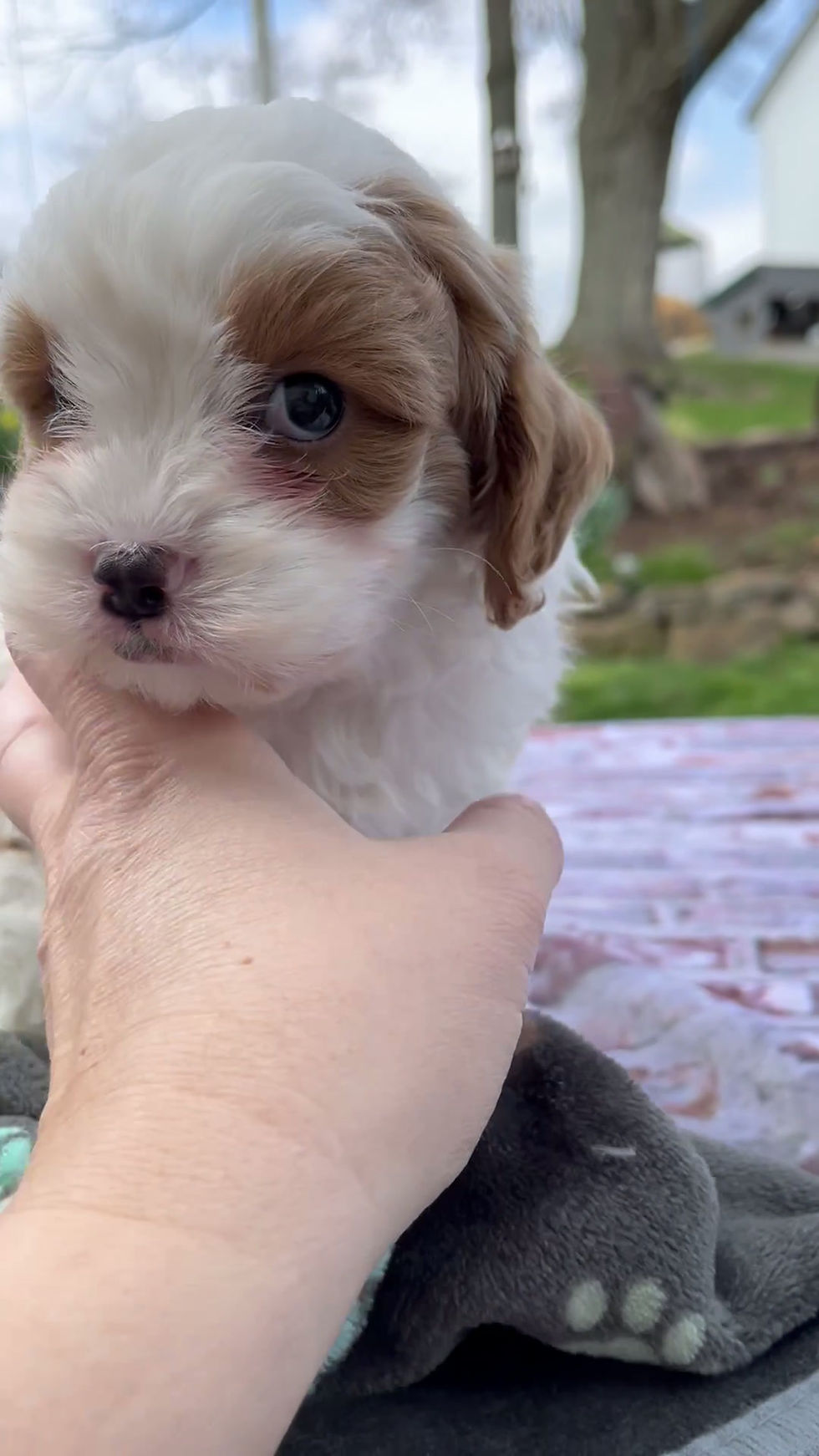 Thumbnail: Logan Cavapoo