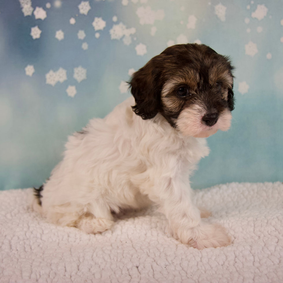 Thumbnail: Cavapoo