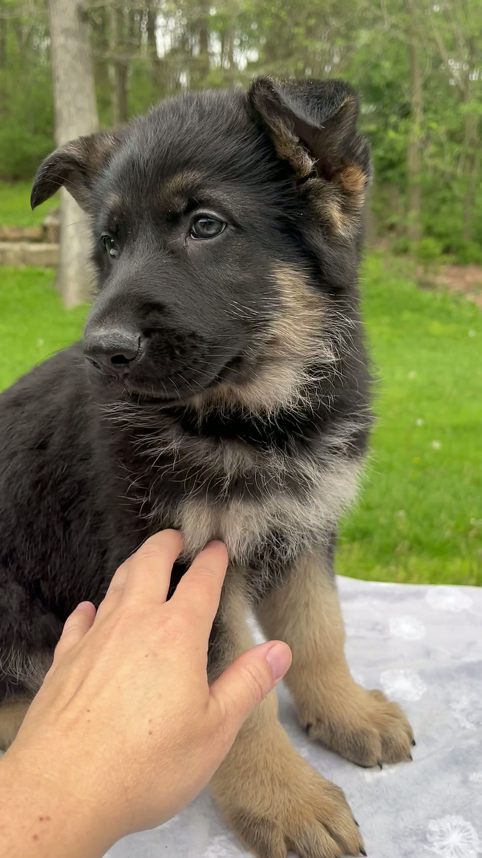 Thumbnail: Captain German Shepherd
