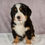 Thumbnail: Ellie Bernese Mt. Dog