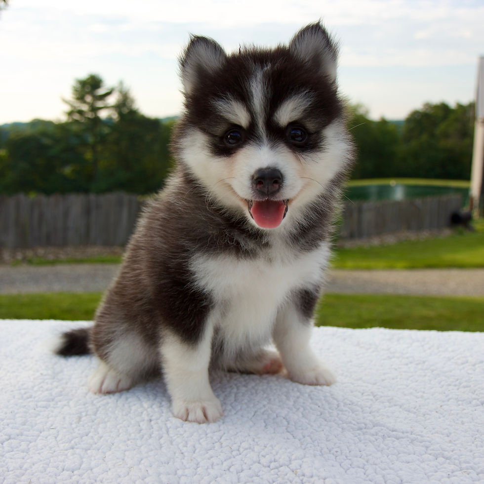Thumbnail: Pomsky