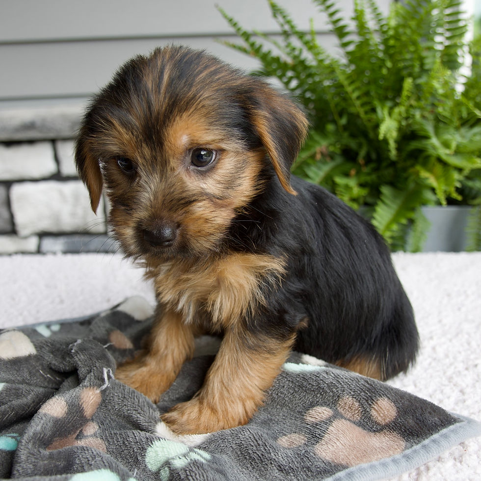 Thumbnail: morkie