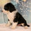 Thumbnail: Mini Bernedoodle