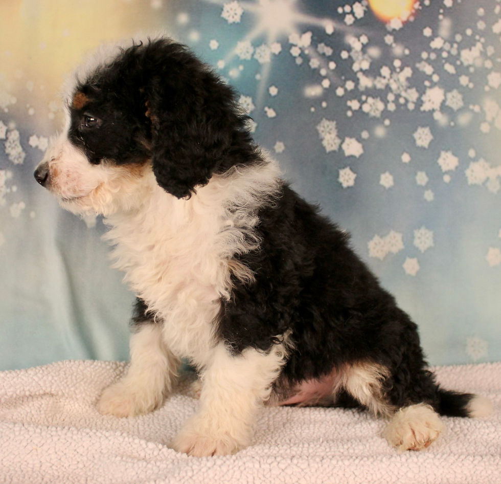 Thumbnail: Mini Bernedoodle