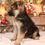 Thumbnail: German Shepherd