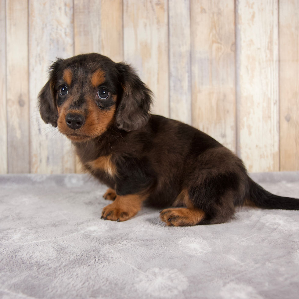 Thumbnail: Miniature Dachshund