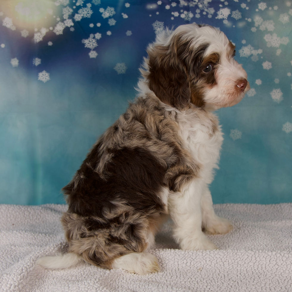 Thumbnail: Carolyn Mini Bernedoodle