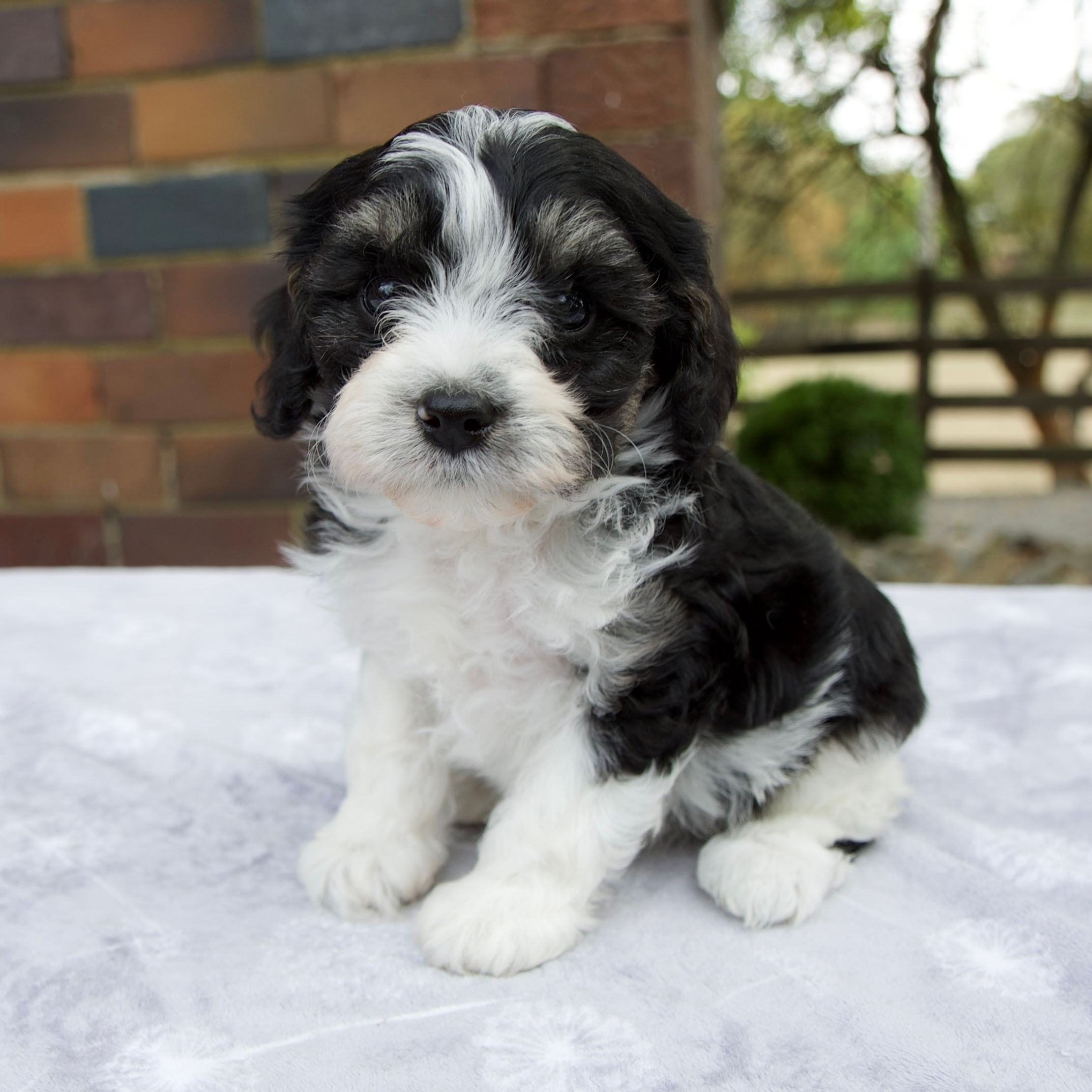 Cavapoo