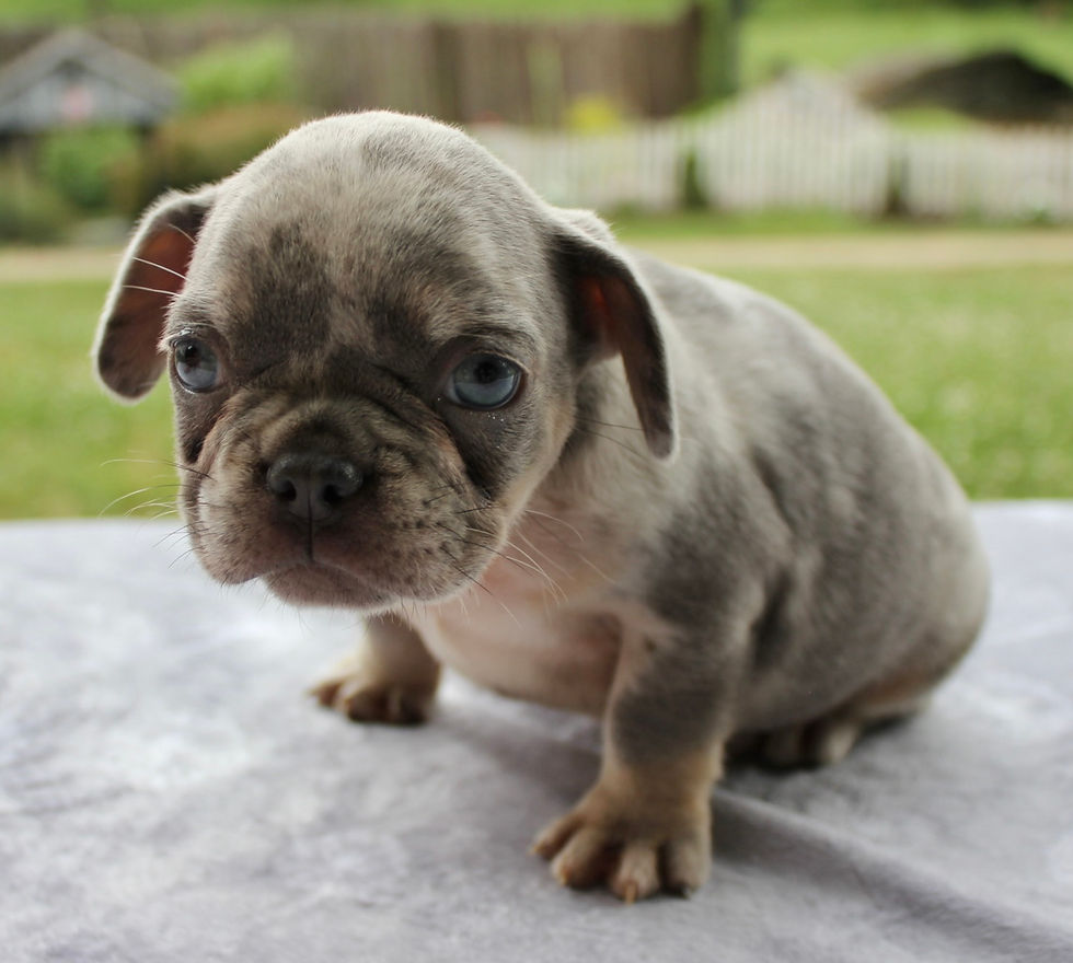 Thumbnail: French Bulldog
